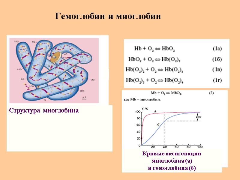 Гемоглобин и миоглобин Структура миоглобина    Кривые оксигенации  миоглобина (а) и